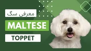معرفی سگ نژاد مالتیز(بیشترین ژن سگ در جهان) معروف ترین سگ جهان🐩