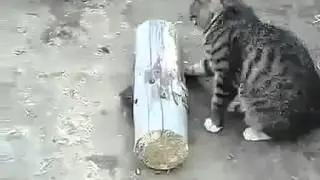 Мега прикол!! Кошка играет с живой мышкой