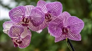 ORCHIDS