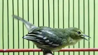 Sirtu Cipow Ngebrem Dan full ngentir