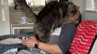 🔊The Only Girl Who Can Get Away With Interrupting Video Games 😼🐾