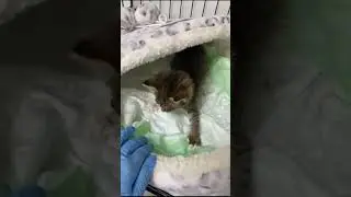 Малышка проходит лечение. #shorts