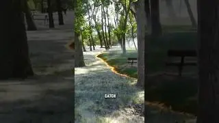 Burning Cottonwood Fluff 