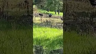 I heard more gobbles in one afternoon of driving around in Mi than I heard all season. #turkey