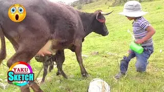 YAKU ORDEÑANDO VACA PERO Casi lo MATA