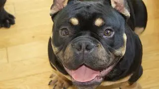 KASH THE MICRO BULLY #microbully