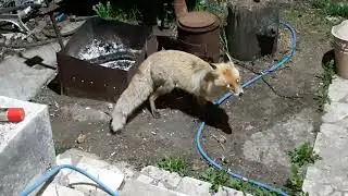 Бешеная лиса на даче.