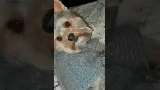 Любимый йорк Жанчик!