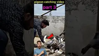 kalduma pigeon catching video part 3 😍 | #pigeon #kabootar #shortsfeed #shorts