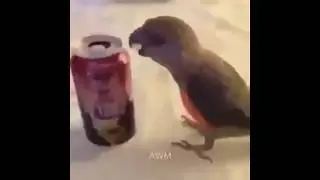 birb punches can and dances extended