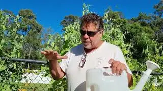 Movember 24 Video 1 Gardening