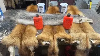 How to Tan Hides (PART 1)