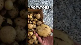 3 hacks on growing potatoes! #gardenhacks #gardentips #potatogrowing #growingpotatoes #potatoes
