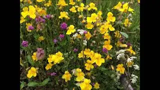 Harewood Plains slideshow youtube