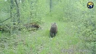 Фотоловушка медведи  Заповедник Нургуш