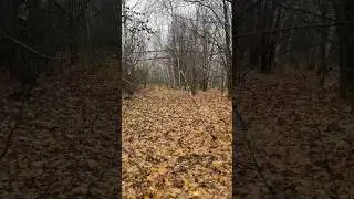 По осеннему лесу в поисках зайца. #охота #hunting #охотаназайца #RIFLEMAN410