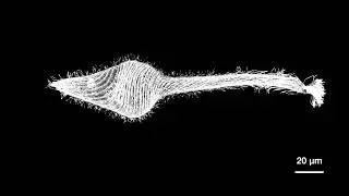Hyperextensibility of the predatory ciliate Lacrymaria olor