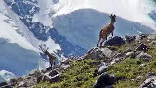 Горные козы Безенги