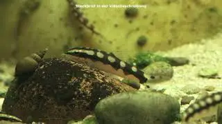 Zwergschmerle, Ambastaia sidthimunki