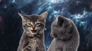 Поющие Котята Музыкальный Клип