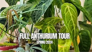 Every Anthurium in my Collection | Full Tour