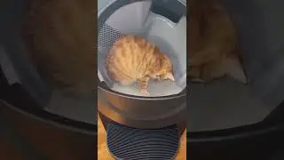Typical Orange Cat Behavior 😹