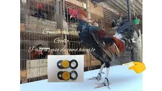 cómo hacer un guarache para gallos