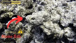 Stonefish venom is toxic. WARNING ⚠️⚠️⚠️ Beware.