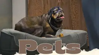 [QBCore] | Qbcore Pets Script – Stationary Pets & Stress Relief | FiveM Script