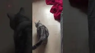 Рефлексы у кошечки -Басова Настя