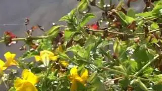 Bach Flower Remedies - Mimulus