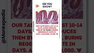 Taste Bud Tales 👅| #didyouknow  #facts #shorts #ytshorts  #TasteBudsLife #RegenerationMagic.