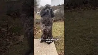Best duo 💯#pets #dog #poodle #animals #fyp #petowner #dogsoftiktok #dogsofyoutube #goldenretriever