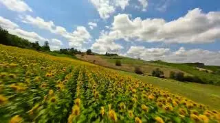 Volo sul campo di Girasoli