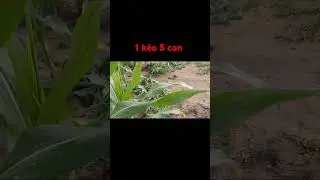 hôm nay em lại đi bẫy chim cút nha #baychim #voiceeffects #bẫychimcút #farming #funny #vlog #nature