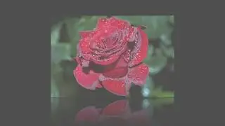 Миллион алых роз
