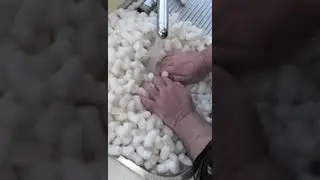 Why corn starch packing peanuts are fun! 