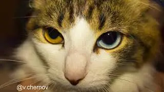 The kitten has different eyes #cateyes