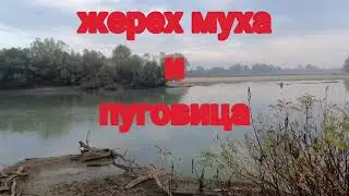 Жерех муха и пуговица