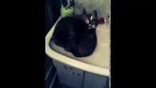 Ржака, угар, животные...