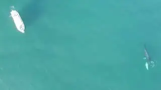 Drone Cature Humpback Whale Mother & Calf North Peru 2022