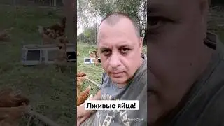 Яйца: горькая правда.