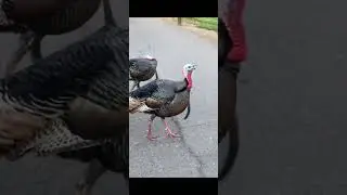 В мире животных 🦚🦃🦌🦆