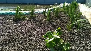 УРА! БИОПЛАТО ЗАРАБОТАЛО!!!