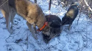 Охота на кабана с Лайками на Кавказе
