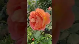 Мова - це серце нації. ДНК