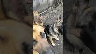 Действую по ситуации, прерванная команда