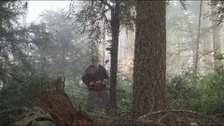 Yew Log Harvest