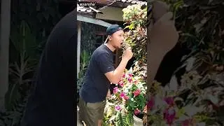 Satu satu aku sayang kamu#shorts