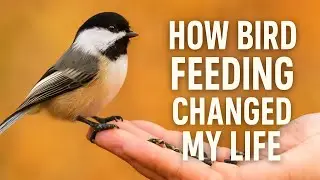 How Bird Feeding Changed My Life